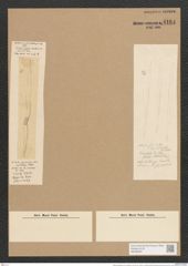 Nitzschia sigmoidea var. undulata Pet. (de-Toni-Nr.: Genus 47, Species 2093) Zeichnungen Sammlung Grunow Nr. 4164 (NHMW-BOT-W0356297)